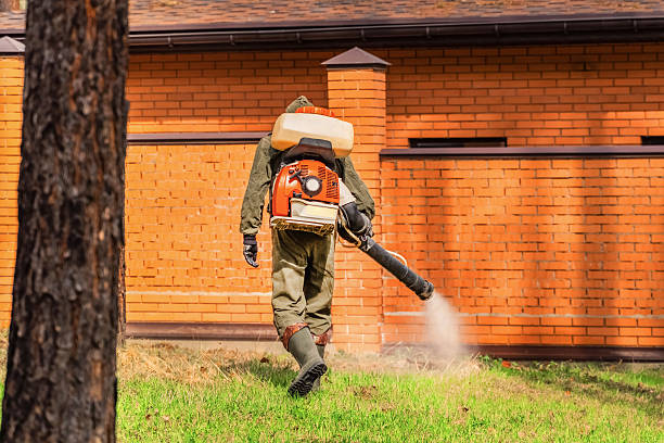 Trusted Termite Control service in San Carlos, AZ - Nex Pest Control